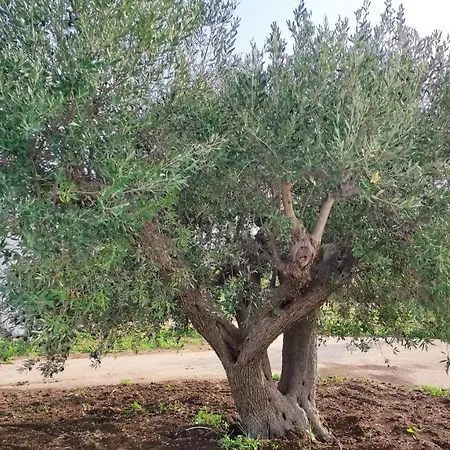 Alloggio per agriturismo Le Zagare Di Vendicari Lido di Noto